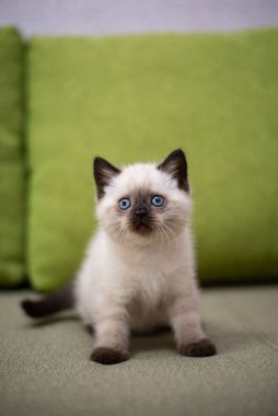 Küçük İskoç kedisi İngiliz kedisi Birmanyalı küçük hayvanlar