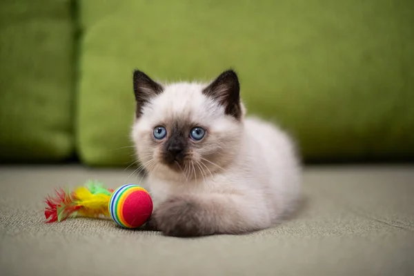 Kitten Scottish British Cat Burmese Munchkin Animals — Stock Photo, Image