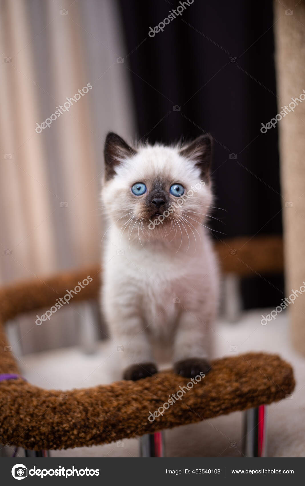 Ragdoll Munchkin Himalayan Kittens Kitten Scottish British Cat