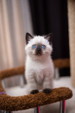 Küçük İskoç kedisi İngiliz kedisi Birmanyalı küçük hayvanlar