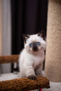 Küçük İskoç kedisi İngiliz kedisi Birmanyalı küçük hayvanlar