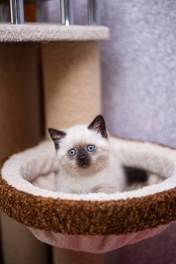 Küçük İskoç kedisi İngiliz kedisi Birmanyalı küçük hayvanlar