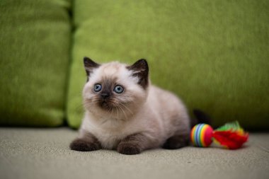 Küçük İskoç kedisi İngiliz kedisi Birmanyalı küçük hayvanlar