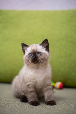 Küçük İskoç kedisi İngiliz kedisi Birmanyalı küçük hayvanlar 