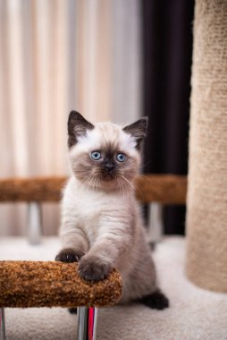 Küçük İskoç kedisi İngiliz kedisi Birmanyalı küçük hayvanlar 