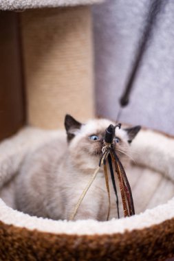 Küçük İskoç kedisi İngiliz kedisi Birmanyalı küçük hayvanlar 