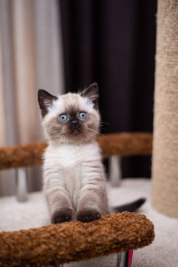 Küçük İskoç kedisi İngiliz kedisi Birmanyalı küçük hayvanlar 