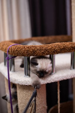 Küçük İskoç kedisi İngiliz kedisi Birmanyalı küçük hayvanlar 