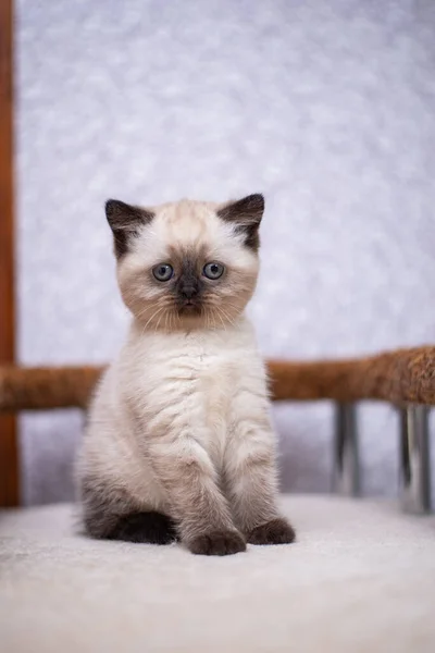 Gatinho Escocês Britânico Gato Birmanês Munchkin Animais — Fotografia de Stock