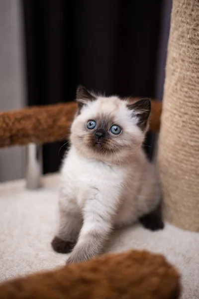 Gatinho Escocês Britânico Gato Birmanês Munchkin Animais — Fotografia de Stock