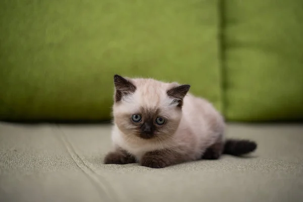 Chaton Chat Britannique Écossais Animaux Munchkin Birmans — Photo