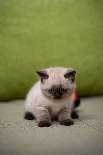 Gattino Gatto Scozzese Britannico Burmese Munchkin Animali — Foto Stock