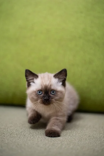 Gatinho Escocês Britânico Gato Birmanês Munchkin Animais — Fotografia de Stock