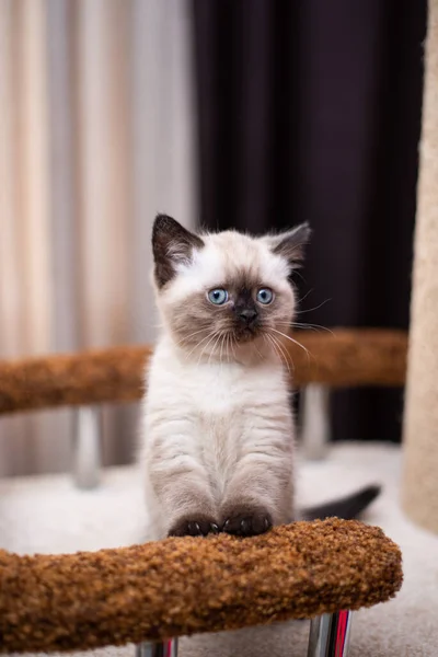 Gatinho Escocês Britânico Gato Birmanês Munchkin Animais — Fotografia de Stock