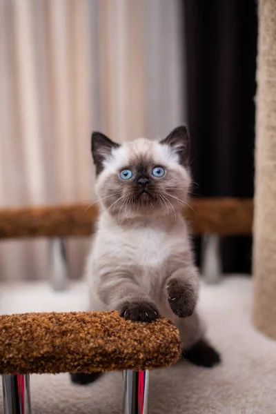 Kätzchen Schottische Britische Katze Burma Munchkin Tiere — Stockfoto