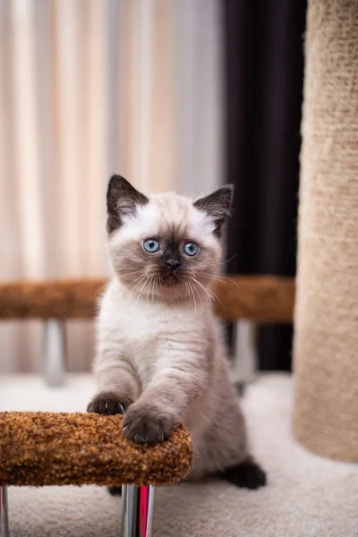 Gatinho Escocês Britânico Gato Birmanês Munchkin Animais Imagens Royalty-Free