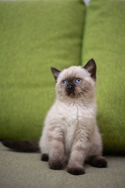 Küçük İskoç kedisi İngiliz kedisi Birmanyalı küçük hayvanlar 