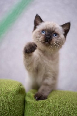 Küçük İskoç kedisi İngiliz kedisi Birmanyalı küçük hayvanlar 