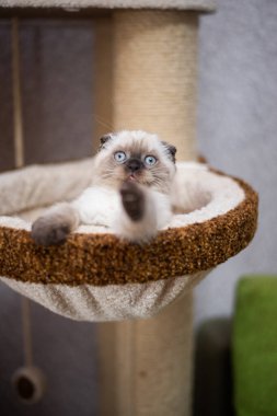 Küçük İskoç kedisi İngiliz kedisi Birmanyalı küçük hayvanlar 