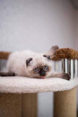 Küçük İskoç kedisi İngiliz kedisi Birmanyalı küçük hayvanlar 