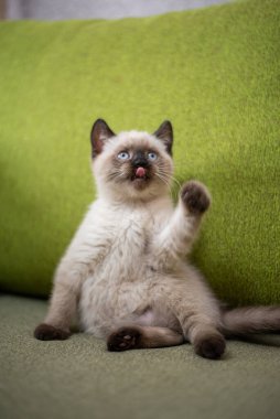 Kedi yavrusu İskoç İngiliz kedisi Burma cüce hayvanlar