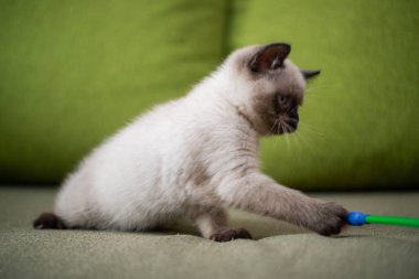 Kedi yavrusu İskoç İngiliz kedisi Burma cüce hayvanlar