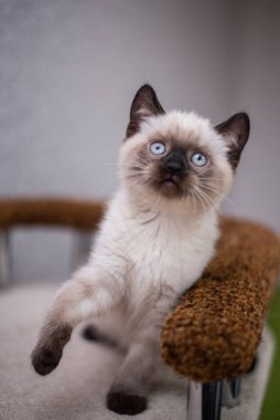 Köpek yavrusu köpek yavrusu Yorkshire Teriyeri Chihuahua tımarlıyor.