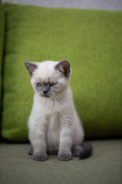 Köpek yavrusu köpek yavrusu Yorkshire Teriyeri Chihuahua tımarlıyor.