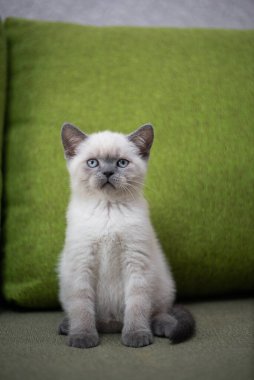 Köpek yavrusu köpek yavrusu Yorkshire Teriyeri Chihuahua tımarlıyor.