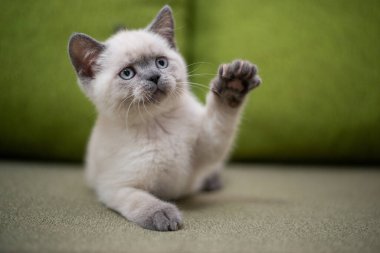 Köpek yavrusu köpek yavrusu Yorkshire Teriyeri Chihuahua tımarlıyor.