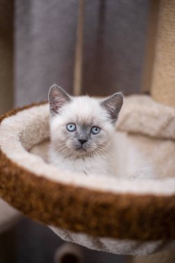 Köpek yavrusu köpek yavrusu Yorkshire Teriyeri Chihuahua tımarlıyor.