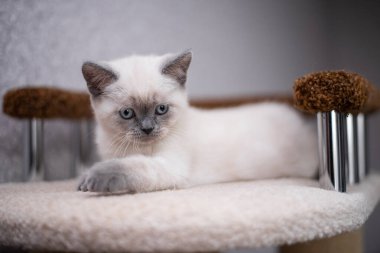 Köpek yavrusu köpek yavrusu Yorkshire Teriyeri Chihuahua tımarlıyor.