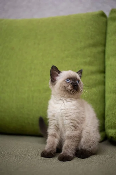 Gatinho Escocês Britânico Gato Birmanês Munchkin Animais — Fotografia de Stock