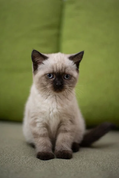 Gatinho Escocês Britânico Gato Birmanês Munchkin Animais — Fotografia de Stock