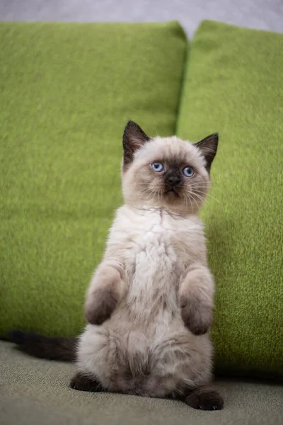 Gattino Gatto Scozzese Britannico Burmese Munchkin Animali — Foto Stock