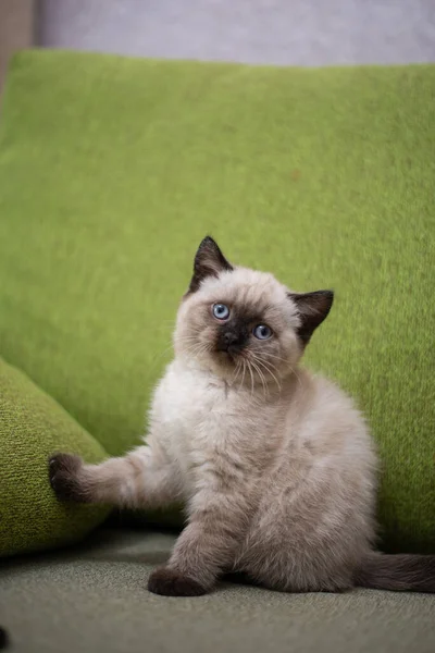 Gatinho Escocês Britânico Gato Birmanês Munchkin Animais — Fotografia de Stock