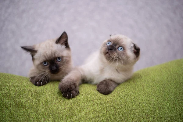 Kitten Scottish British Cat Burmese Munchkin Animals — Stock Photo, Image