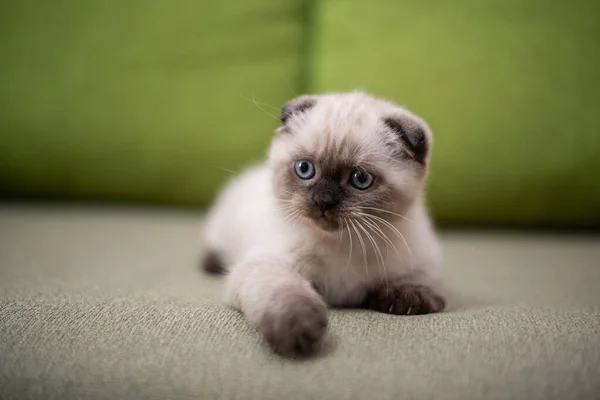 Gatinho Escocês Britânico Gato Birmanês Munchkin Animais — Fotografia de Stock