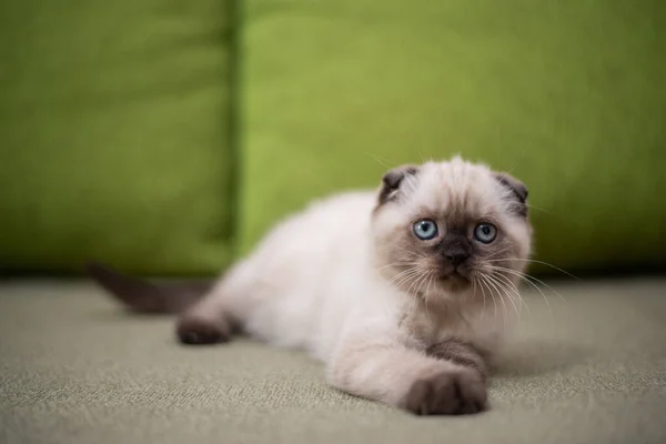 Gatinho Escocês Britânico Gato Birmanês Munchkin Animais — Fotografia de Stock