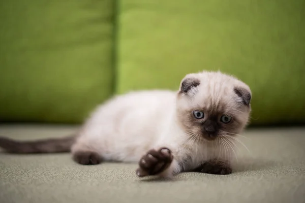 Gattino Gatto Scozzese Britannico Burmese Munchkin Animali — Foto Stock