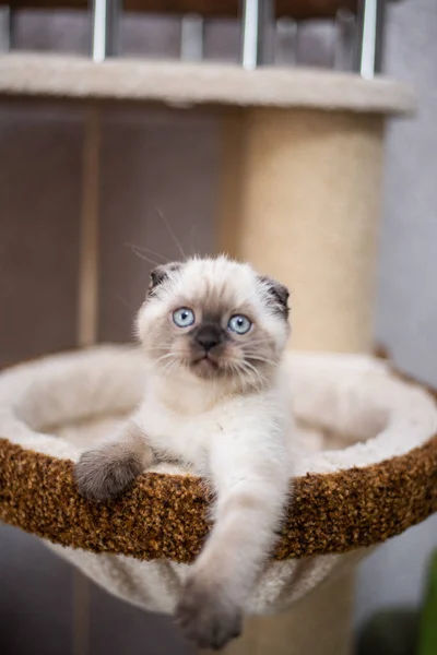 Chaton Chat Britannique Écossais Animaux Munchkin Birmans — Photo