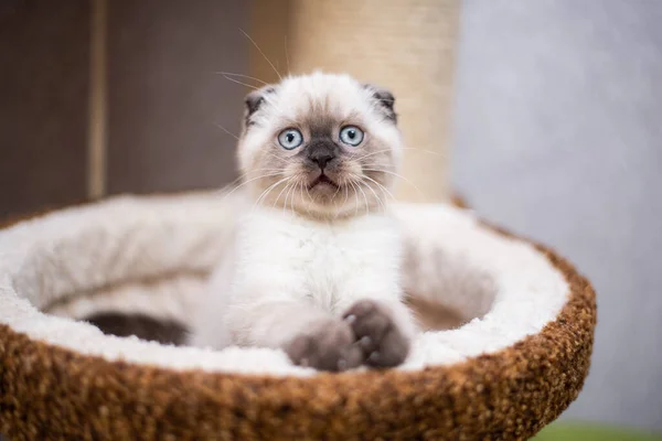 Kitten Scottish British Cat Burmese Munchkin Animals — Stock Photo, Image