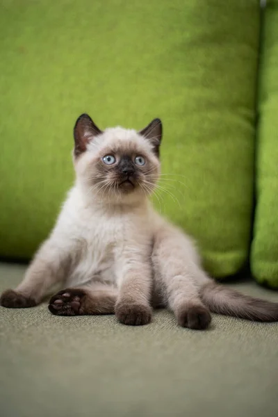 Gattino Scozzese Britannico Gatto Birmania Munchkin Animali — Foto Stock