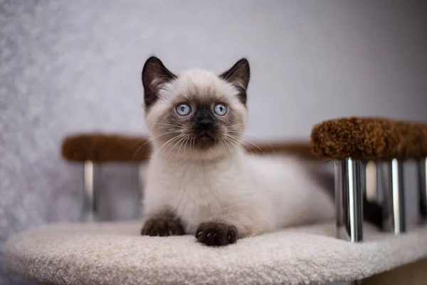 Chaton Écossais Britannique Chat Birmanie Munchkin Animaux — Photo