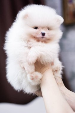 Köpek yavrusu köpek yavrusu Yorkshire teriyeri chihuahua saç kesimi beyaz mini