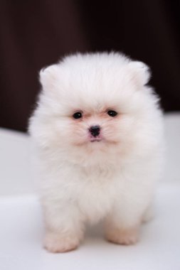 Köpek yavrusu köpek yavrusu Yorkshire teriyeri chihuahua saç kesimi beyaz mini