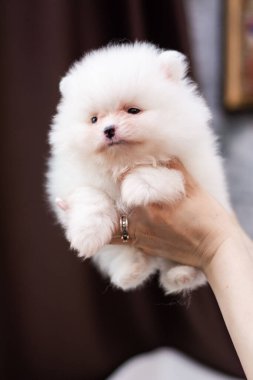 Köpek yavrusu köpek yavrusu Yorkshire teriyeri chihuahua saç kesimi beyaz mini