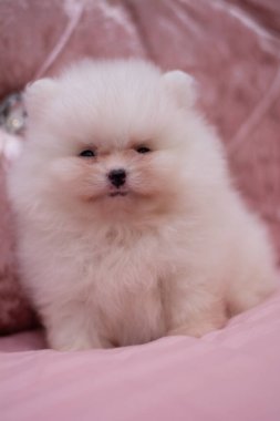 Köpek yavrusu köpek yavrusu Yorkshire teriyeri chihuahua saç kesimi beyaz mini