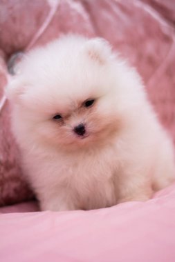 Köpek yavrusu köpek yavrusu Yorkshire teriyeri chihuahua saç kesimi beyaz mini