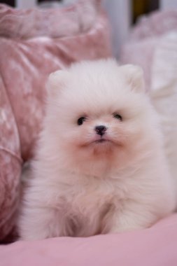 Köpek yavrusu köpek yavrusu Yorkshire teriyeri chihuahua saç kesimi beyaz mini